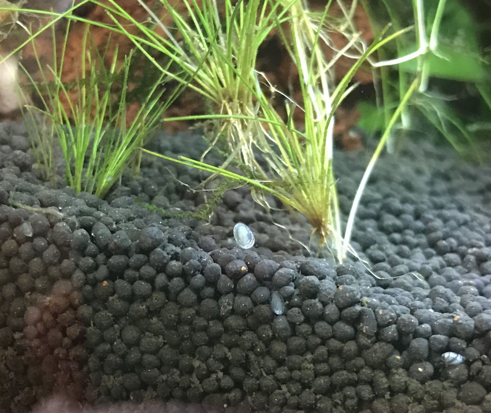 snail.jpg