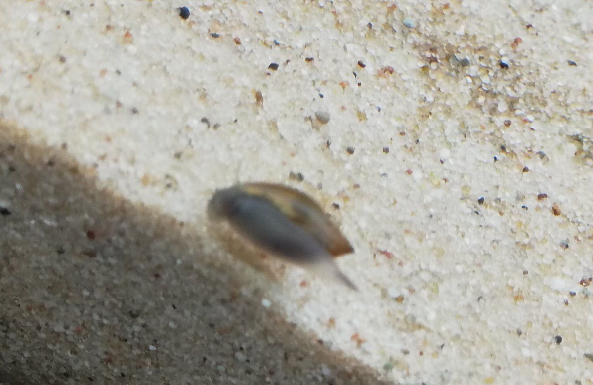 Snail.jpg