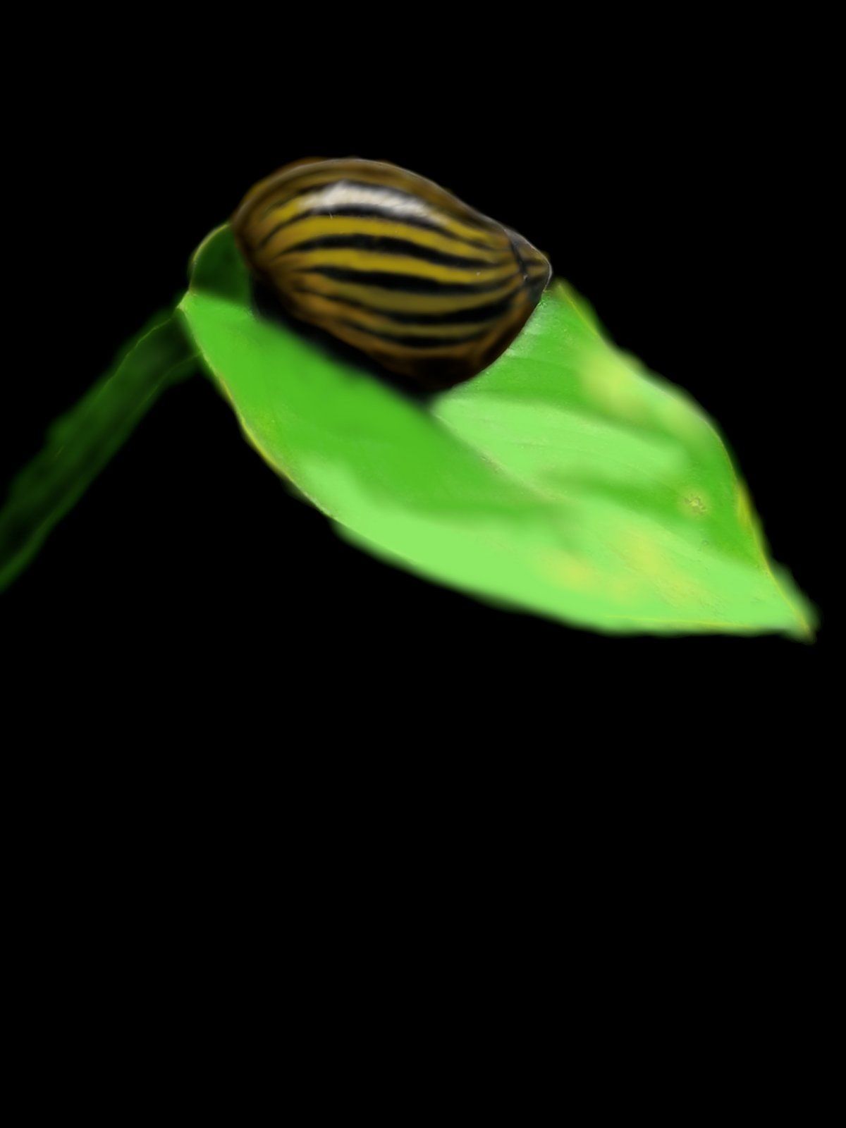 snail on a leaf.jpg