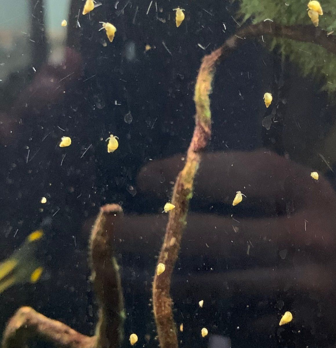 Snail2.jpg
