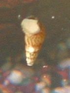 snail3.jpg