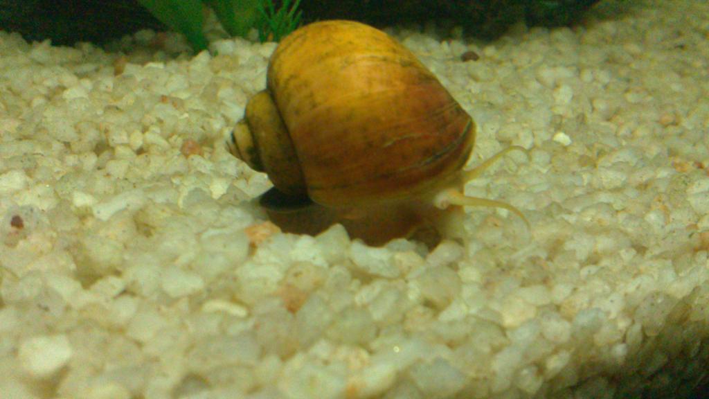 snail7.jpg