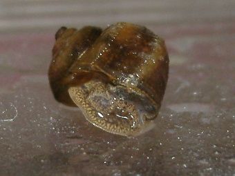 snail_2.JPG