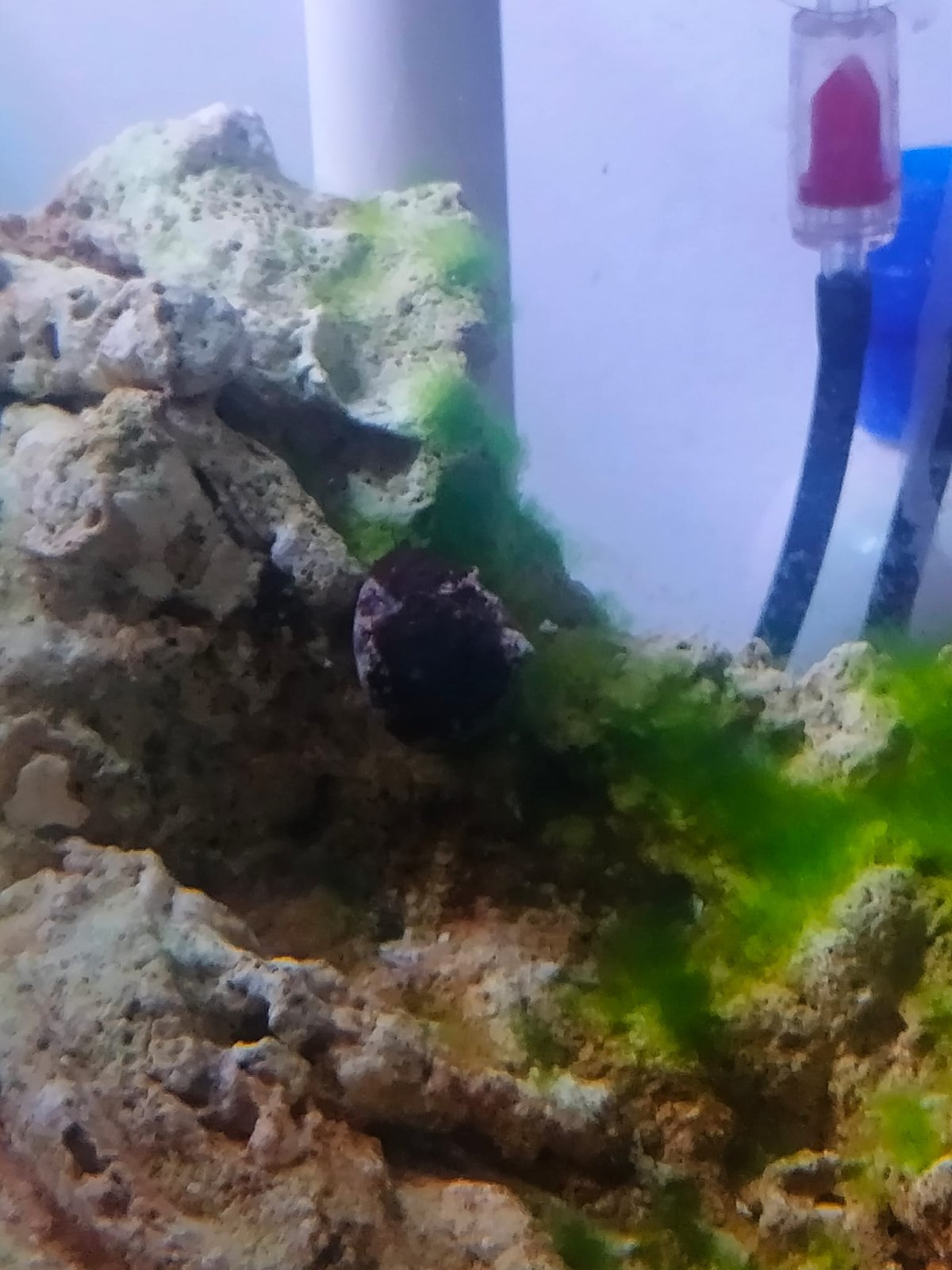 snails.jpeg