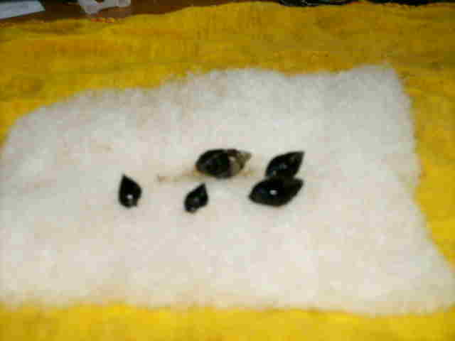 Snails.JPG