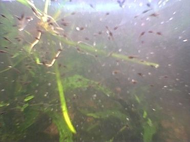 snakehead_fry_009.jpg