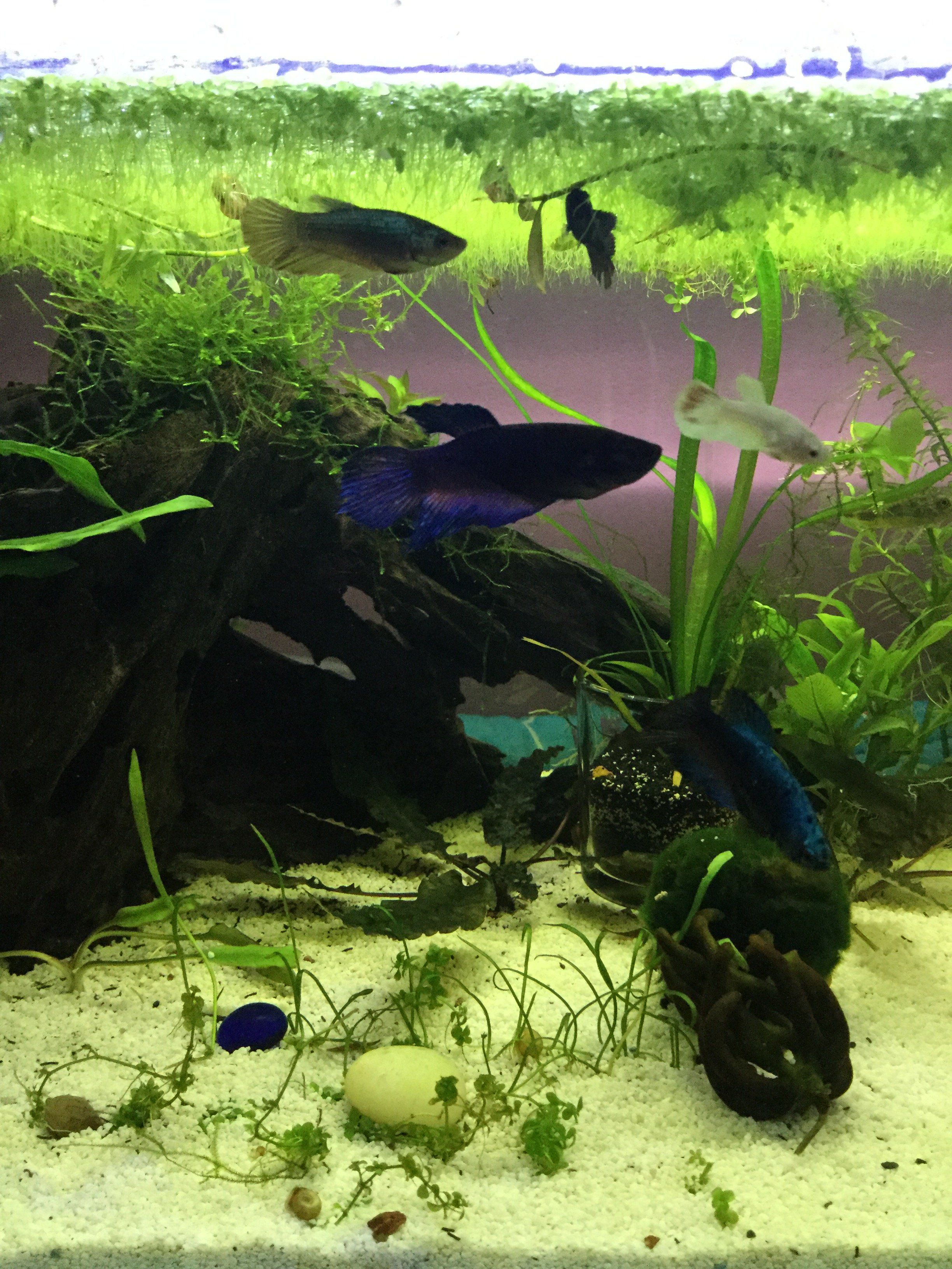 sorority4 5-17-17.JPG