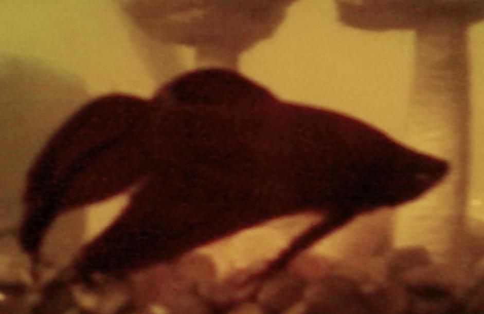 SP_A0331.jpg