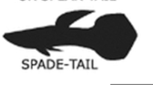 spadetail.png