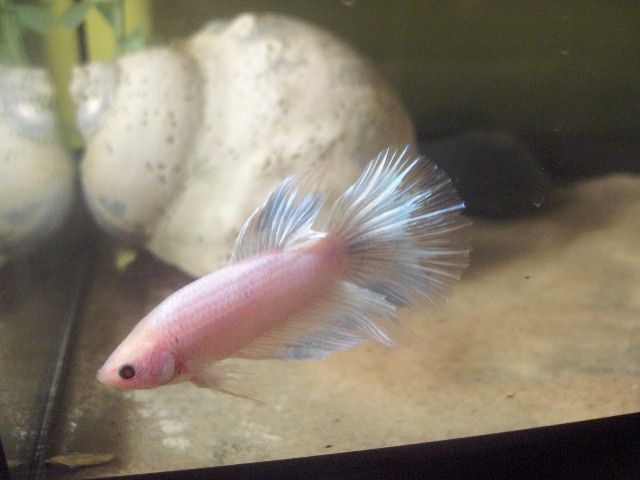 spain__pictures_and_daves_fish_etc._193.jpg