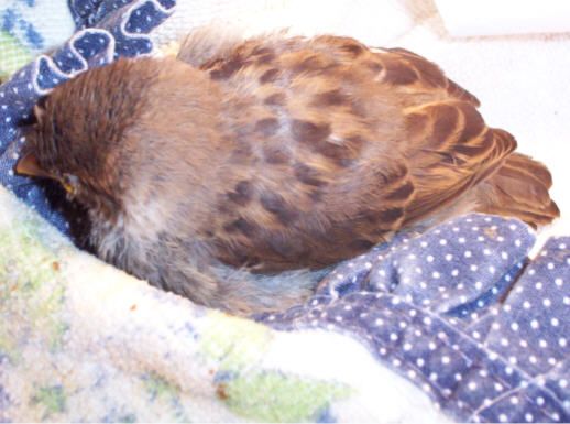 sparrow2.jpg