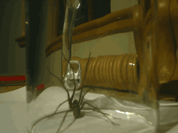 spider_2.gif