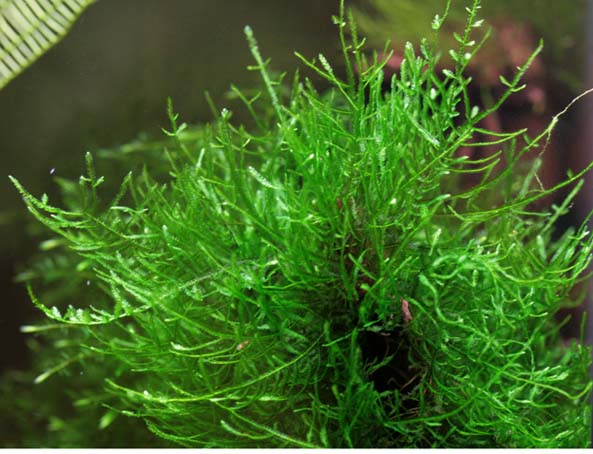 spiky_moss.jpg