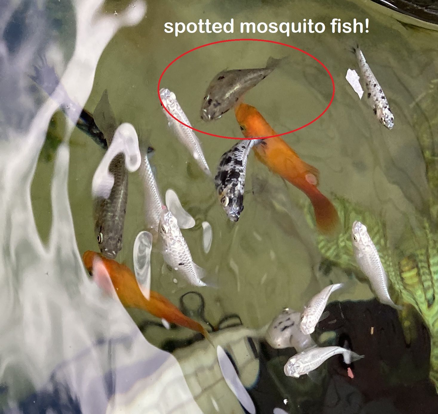 spotted mosquito fish 1.jpg