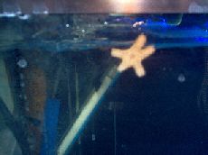 starfish.jpg