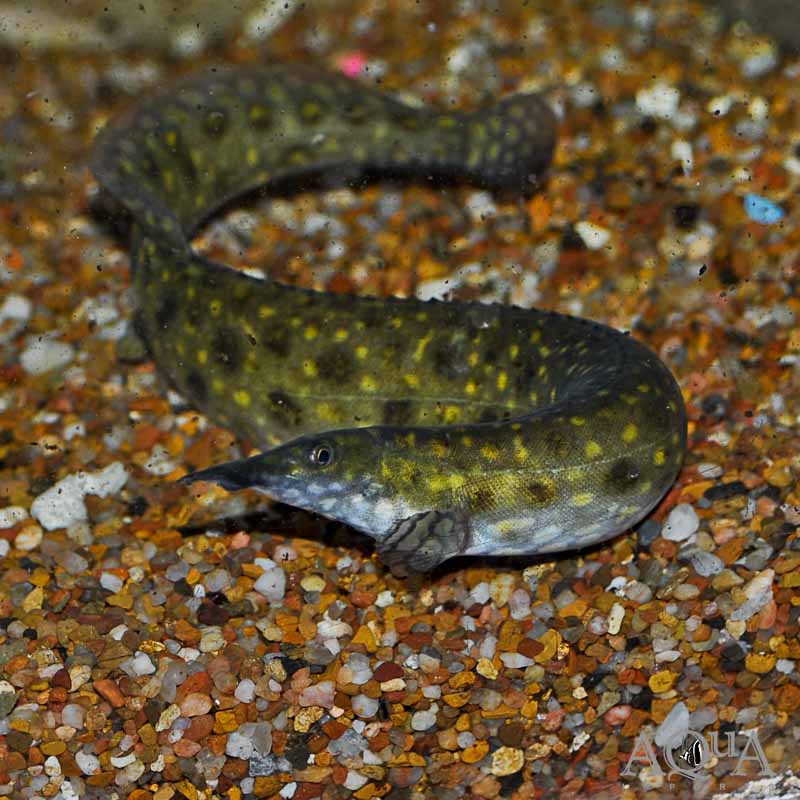 Starlight-Eel.jpg