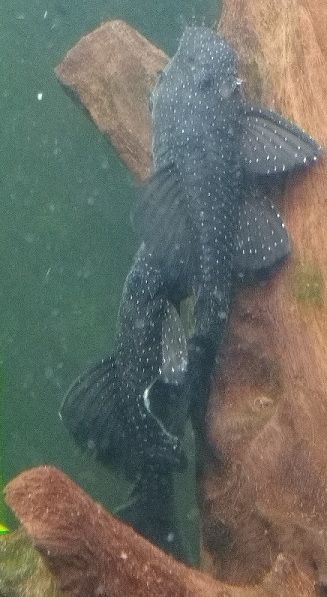 Starlight Plecos 2.jpg