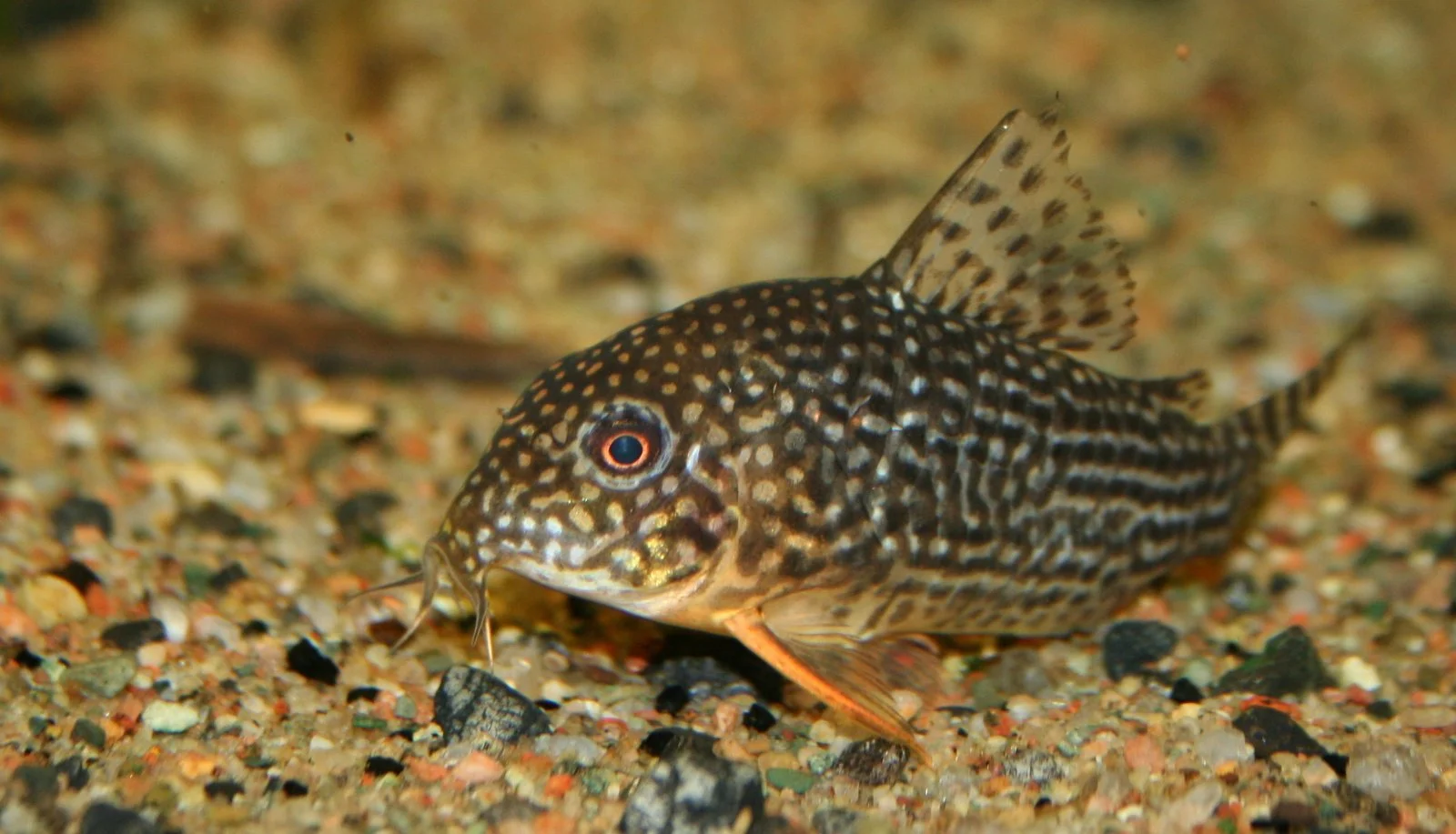 sterbai eye.JPG