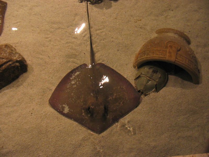 stingray.jpg