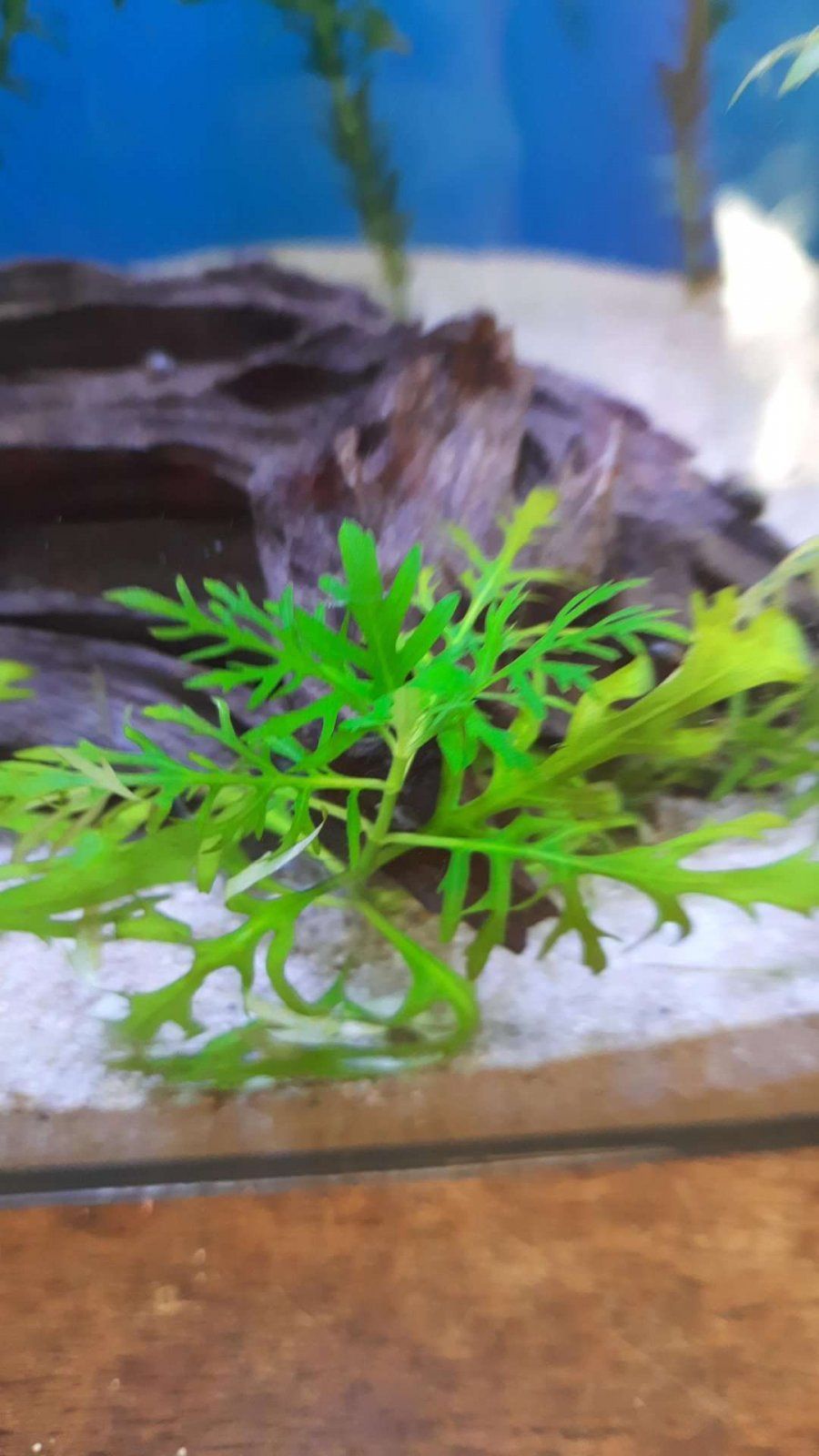 store bought wisteria in 10g.JPEG