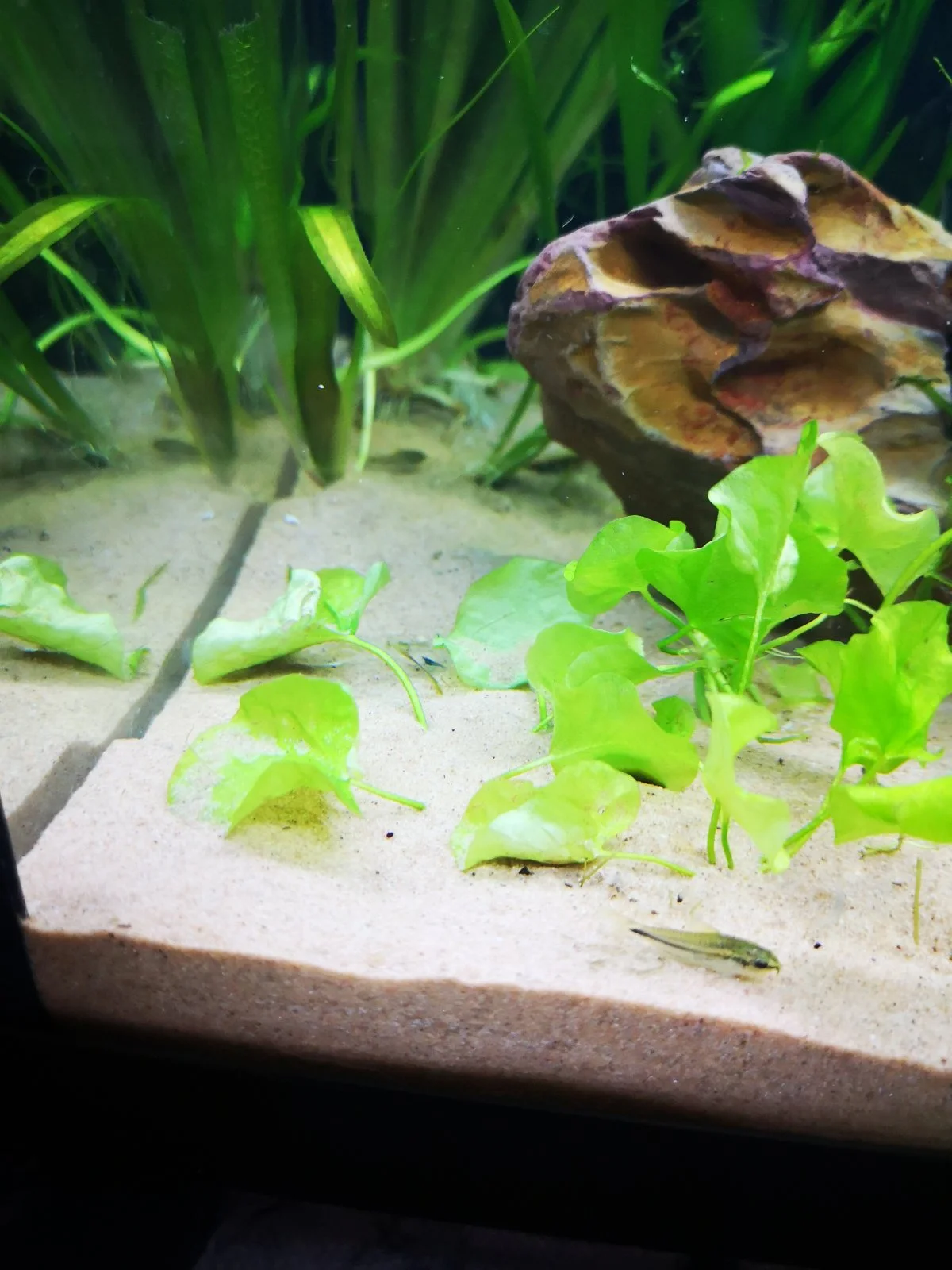 stowaway shrimp!.jpg