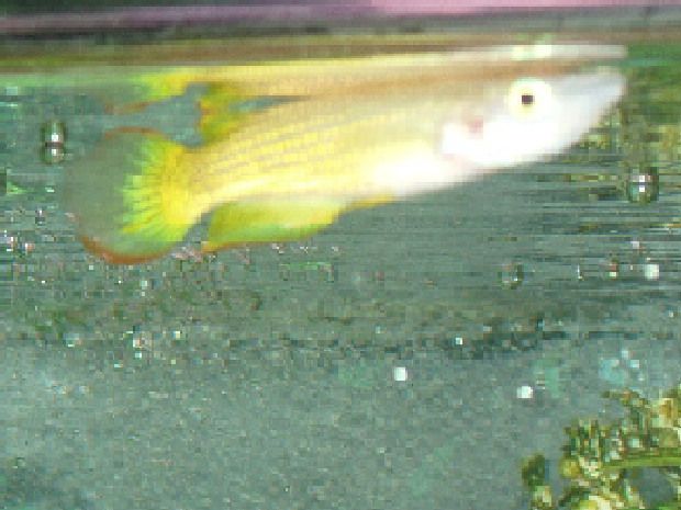 Strange_Fish.jpg