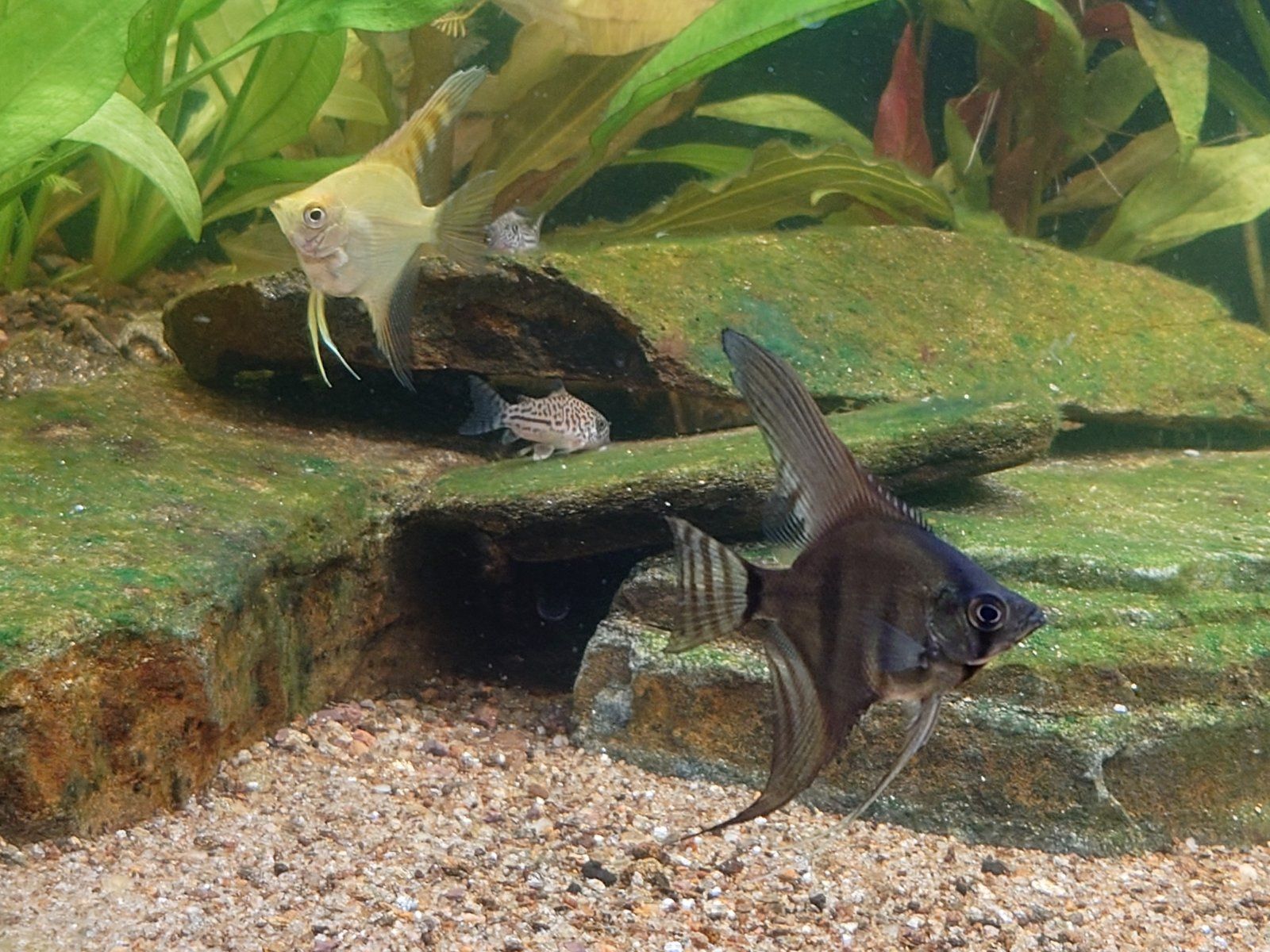 Stripe and Goldie Tigerfin.JPG