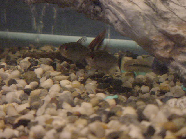 sucker_barb_tetras.JPG