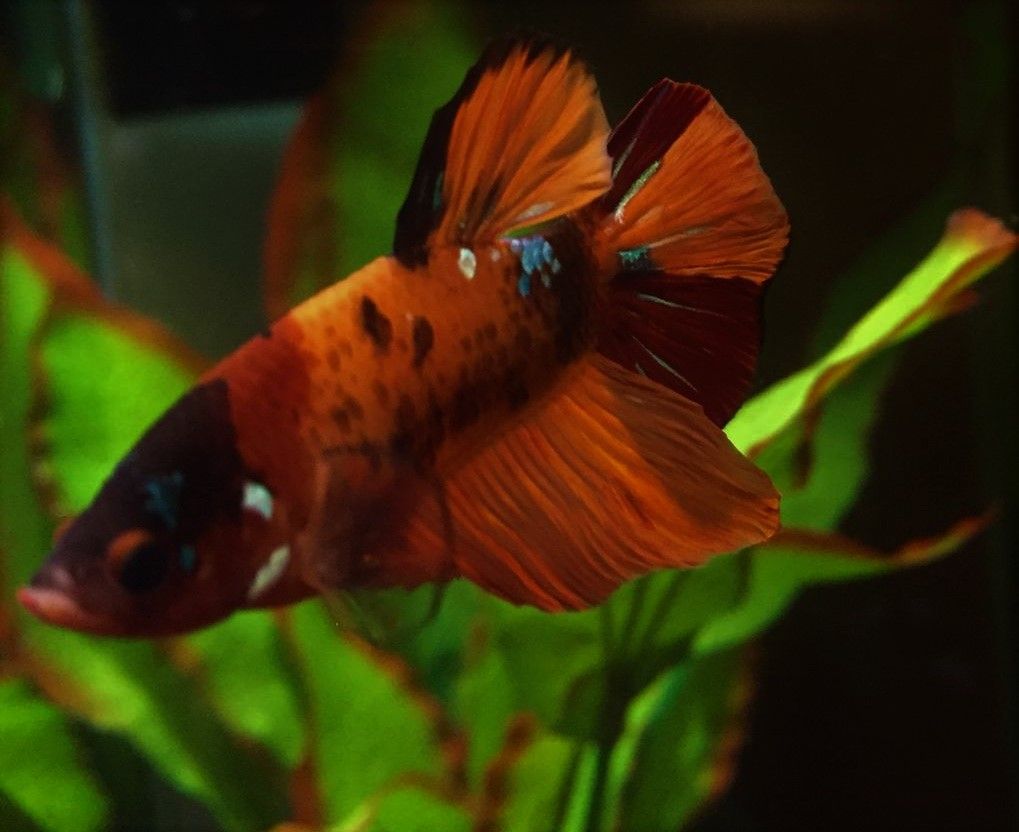 Sunny koi betta.jpg