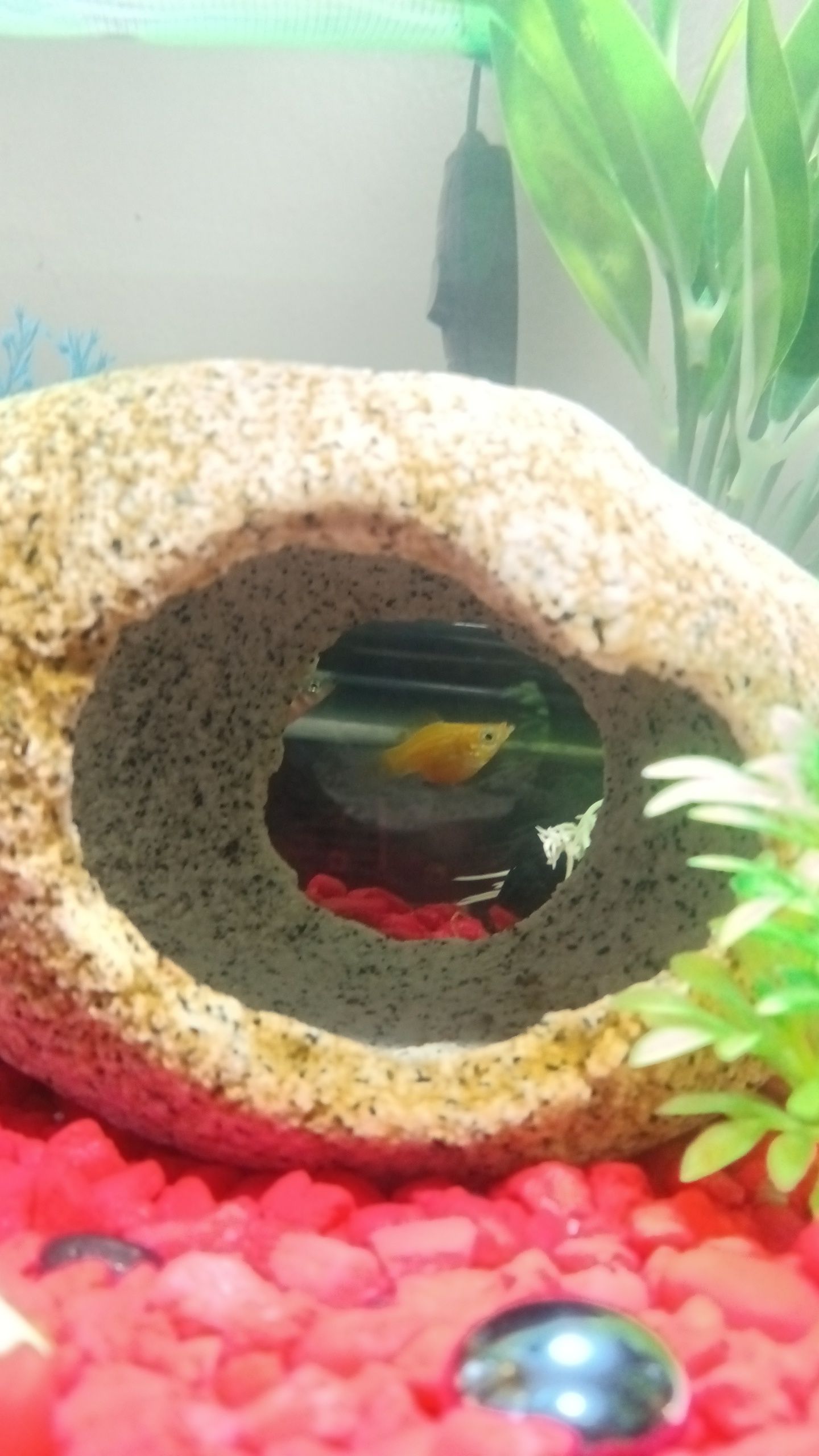 Sunshine 🌞 Momma Platy