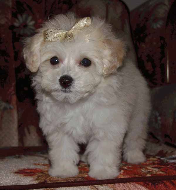 sunshinepoodle.jpg