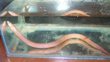 swamp_eel_3.jpg