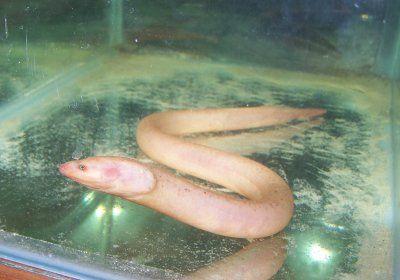 swamp_eel_4.jpg