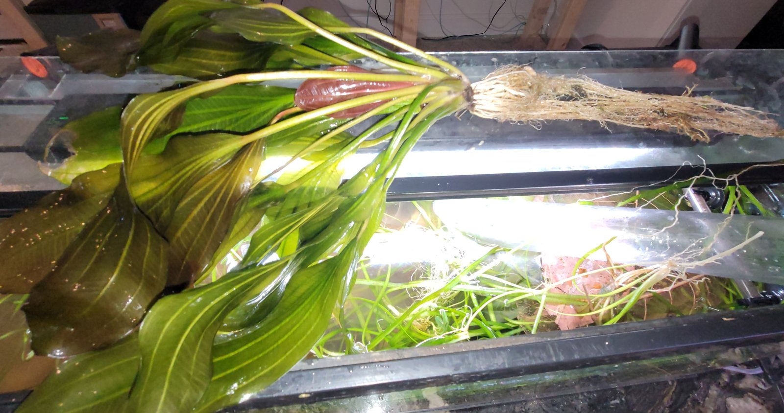 sword_plant_roots.jpg
