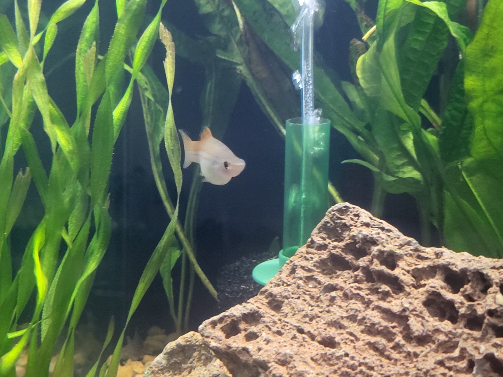 Swordtail 2.jpg