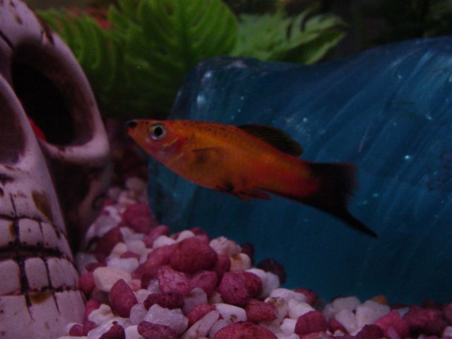 Swordtail__Honey_Gourami_and_Tank_008.jpg