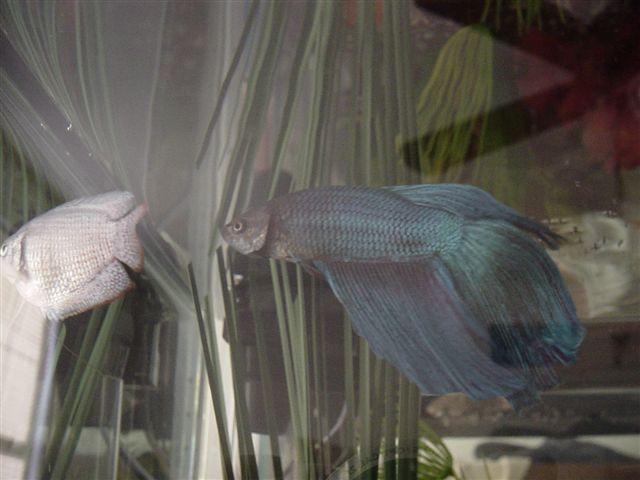 Swordtail__Honey_Gourami_and_Tank_022.jpg