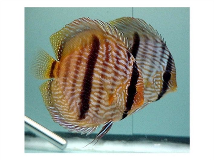 Symphysodon discus Wild Heckel pair.jpg