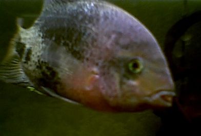 synspillum.jpg
