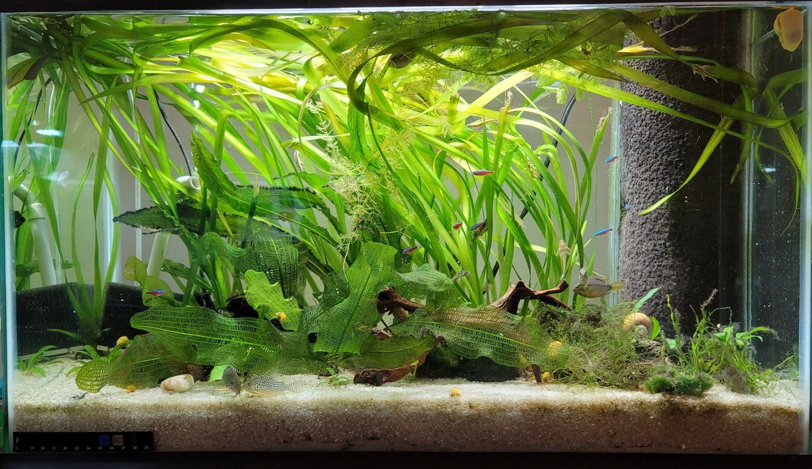 t2.jpg | Tropical Fish Forums 🐠