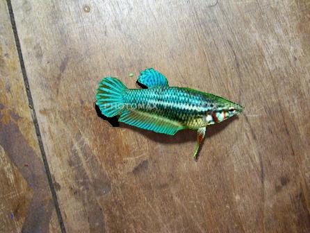TableFish.jpg