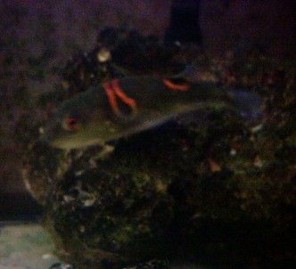 Takifugu_occelatus.jpg
