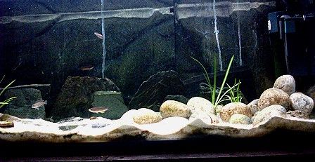 Tang_tank_2.jpg
