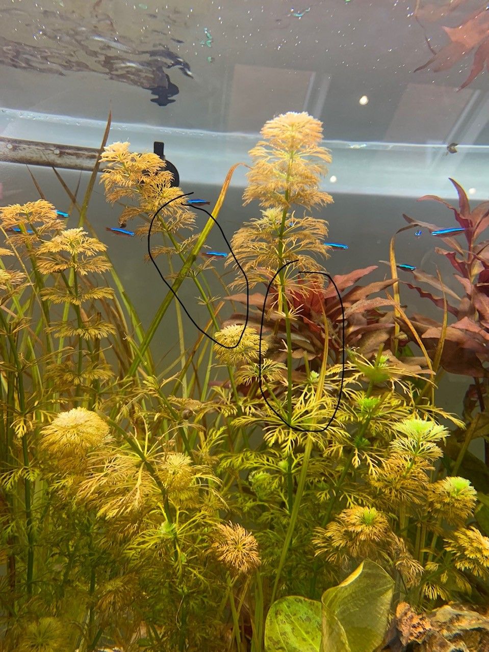 Tank 1.jpg