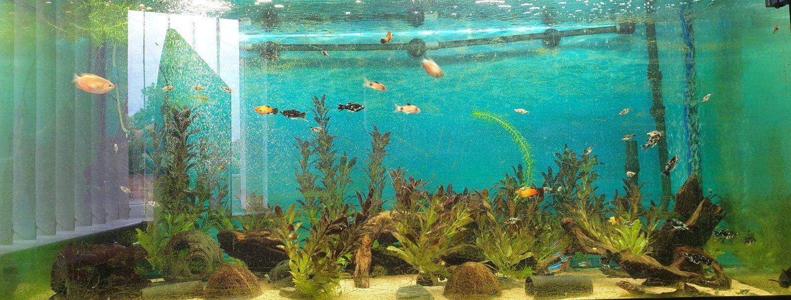 tank photo 2022 06 29.jpg