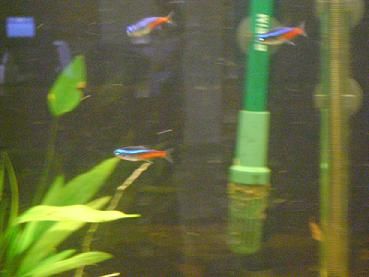 tank pics 1.JPG