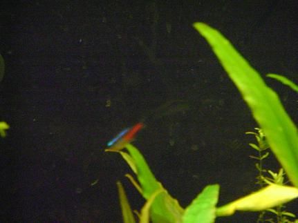 tank pics 17.JPG