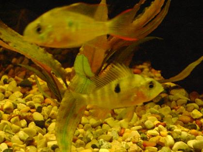 tank pics 2.JPG