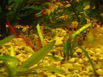tank pics 4.JPG