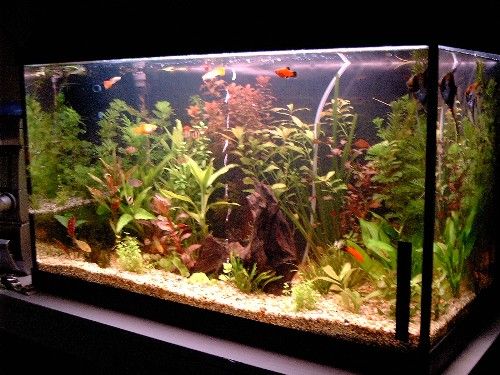 tank1.JPG